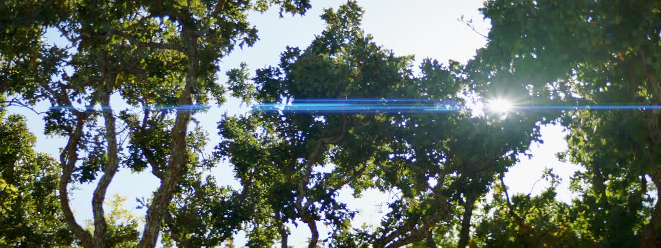The sun shining down on trees in a forest