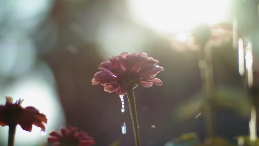 A row of pink flowers being watered on a sunny day