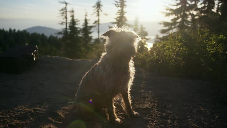 A dog sitting on a trail in a forest