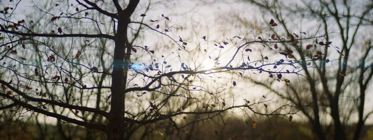 Bare trees against morning sky