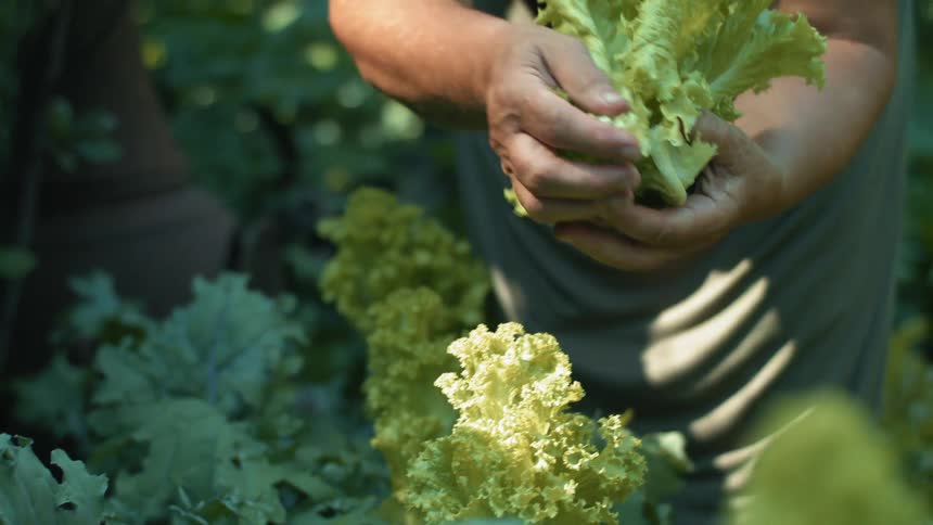A man picking lettuce