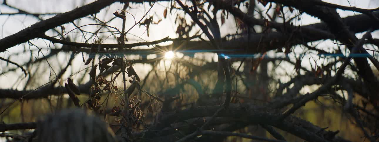 Dead leaves on branches on a tree