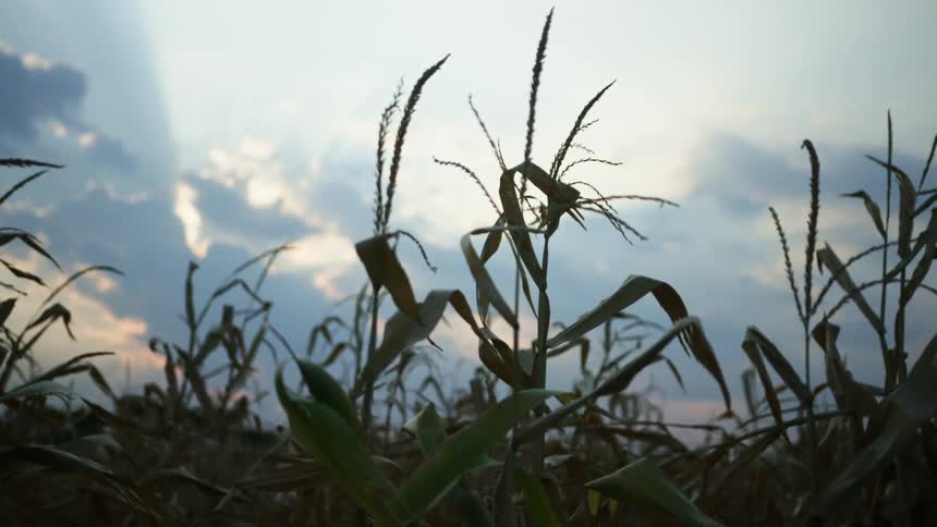 A field of corn at dusk