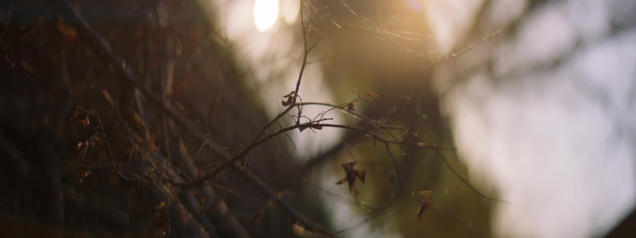 Close up of a tree branch in a forest