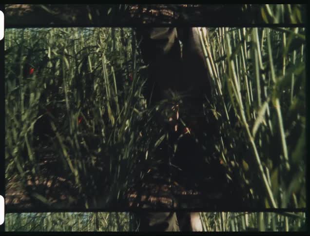 A person walks through a field of tall grass during the day