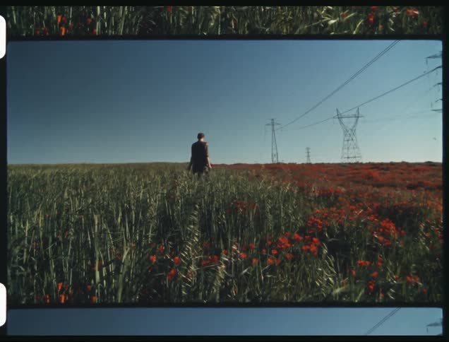 A person walking in a windyfield of flowers