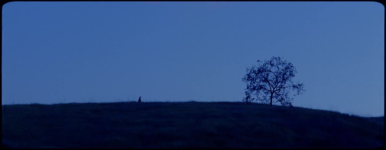 A person dances on a hill with a single tree in the evening