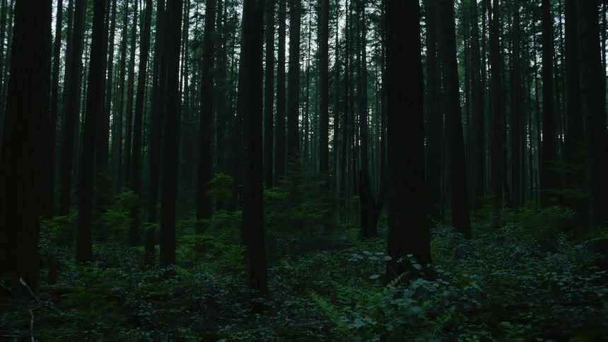 Tree stump stands in middle of underbrush in thick woods