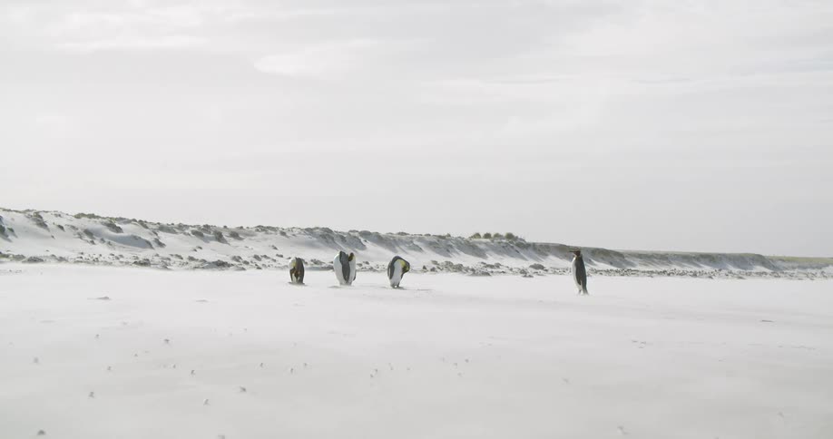 A penguin walks towards a group of penguins on the snowy landscape