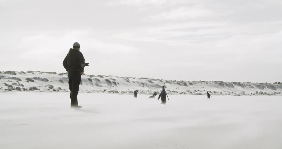 A man in a black parka takes photos of penguins walking through snow