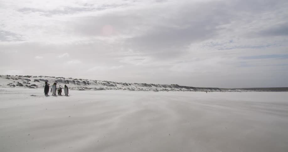 Four penguins standing on the snow covered ground