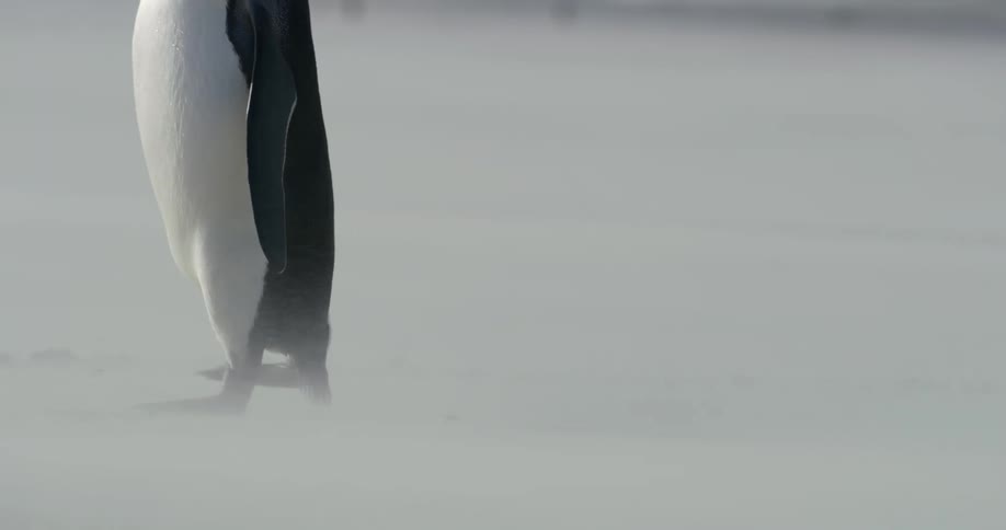 A penguin walking on rocks and snow