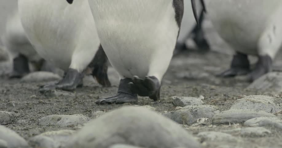 Several penguins walk over a rocky surface
