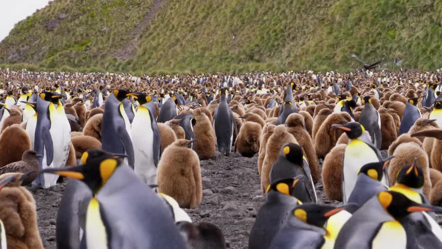 A colony of penguins standing and walking through a muddy field