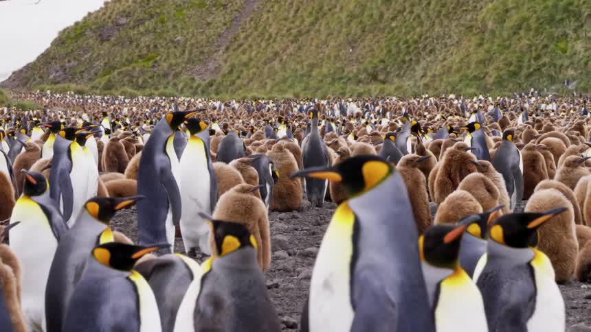 A large number of penguins are resting and hanging out at the bottom of a grassy hill