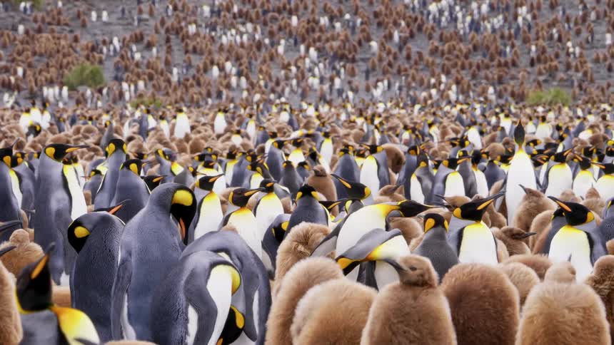 Penguins covering the land