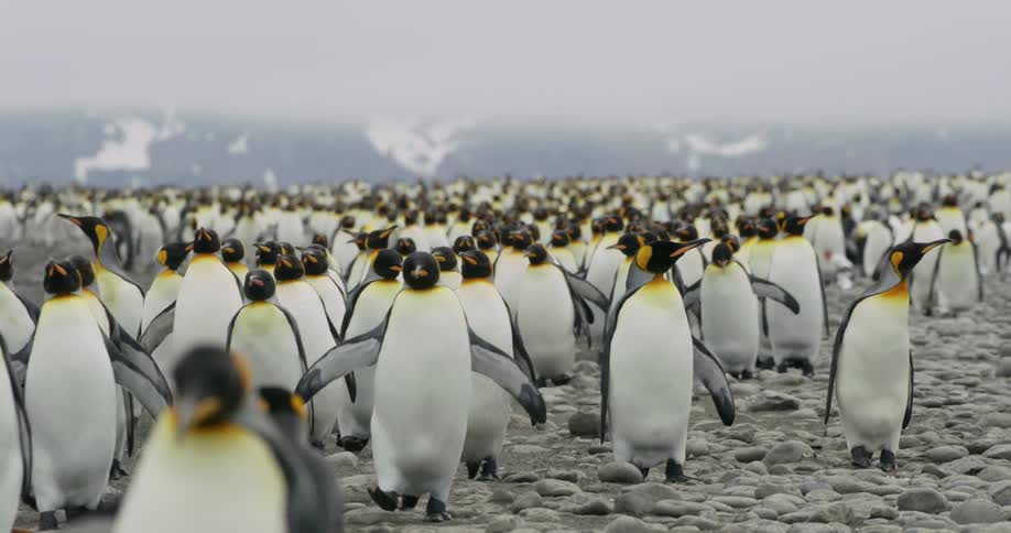 Penguins waddling over rocks in the arctic on a foggy day