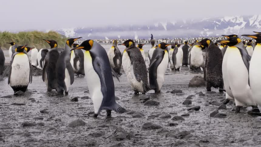 A colony of penguins standing and walking through a muddy field with snow capped mountains in the background