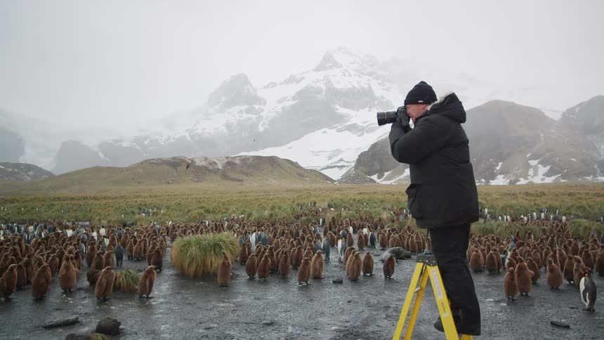 Photographer climbs a small yellow ladder to photograph penguins near the ocean close to the mountains