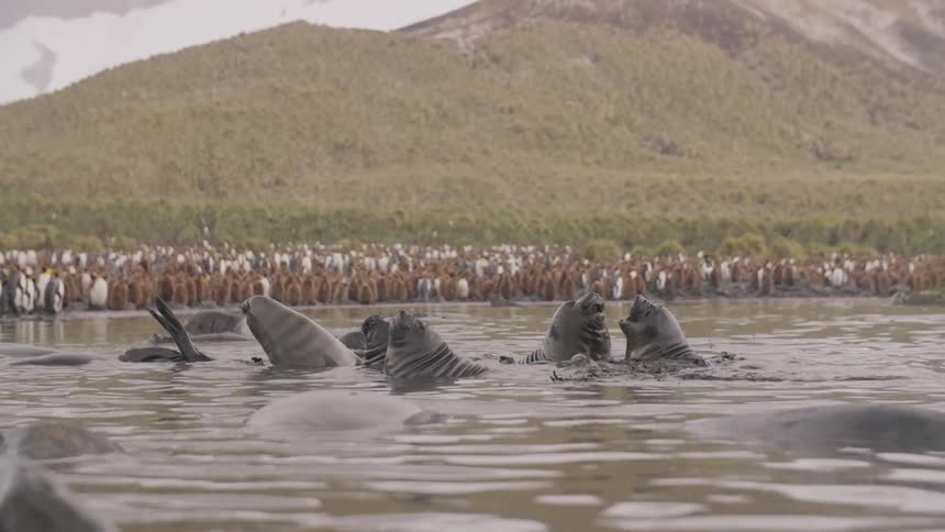 Seals swimming in water with penguins and a mountain range in the background
