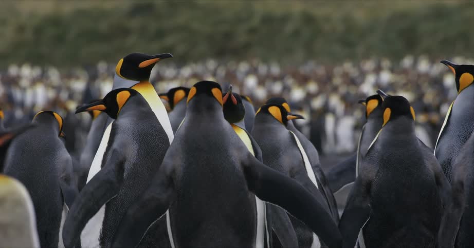 A large group of penguins are walking outdoors