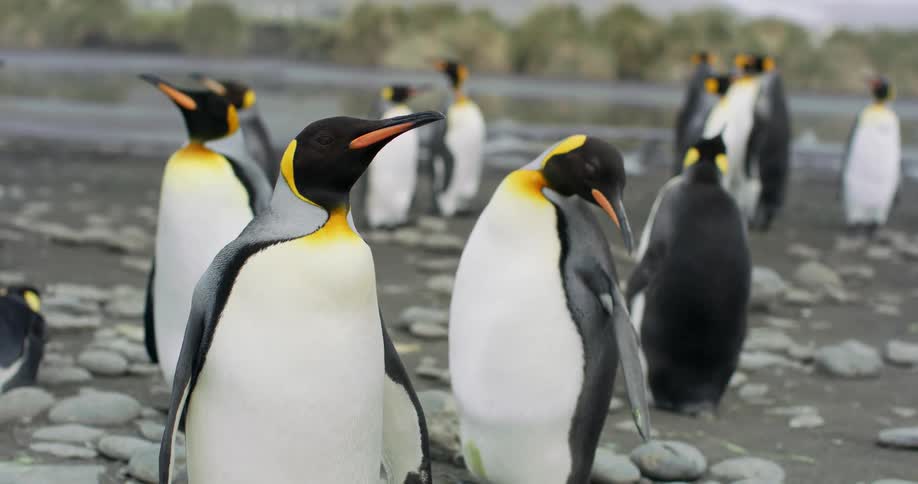 Penguins on the shore