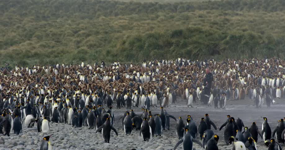 A photographer is walking amongst hundreds of penguins