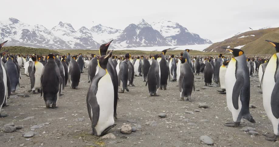 Penguins standing outside in the arctic in the daytime