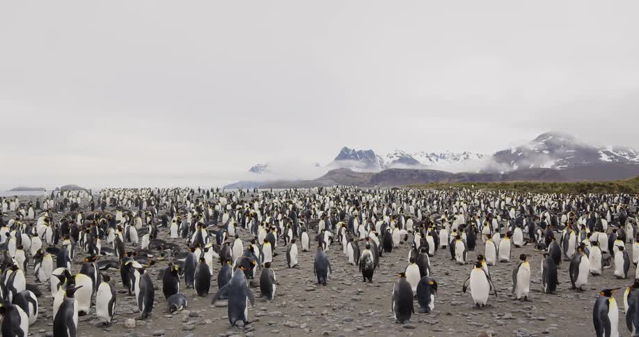 A colony of several hundred penguins all stand around atop rocky soil