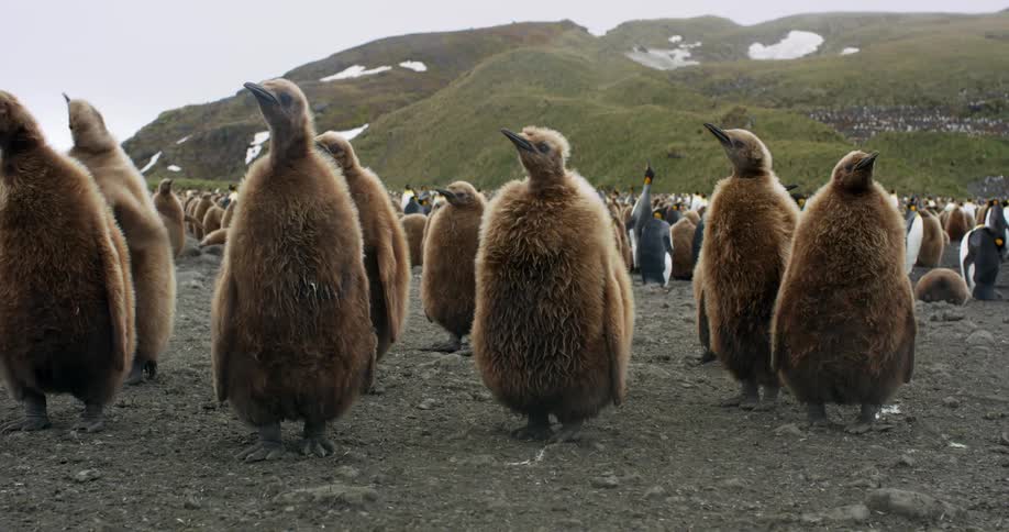 Penguins are walking on the beach