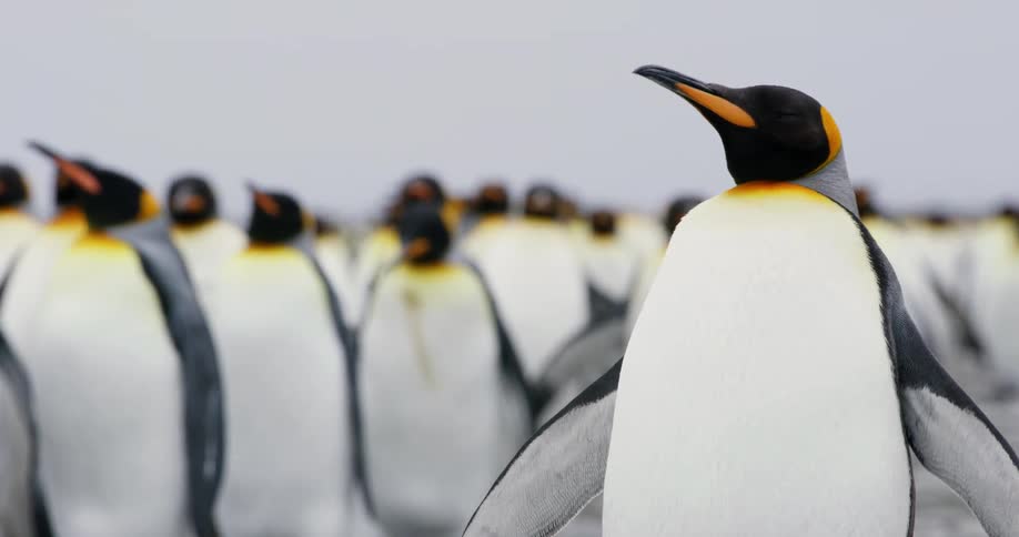 Penguins walking outside