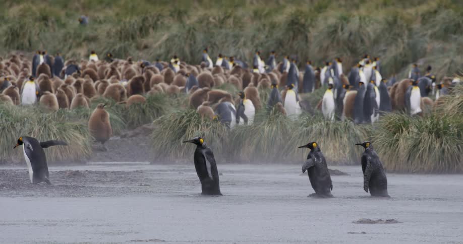 Penguins walking on the beach