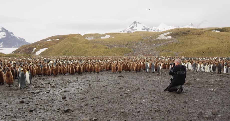 A male photographer kneels down in wet soil to take photos of a group of penguins