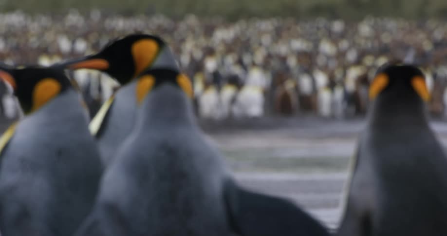 Penguins waddling in nature in the daytime