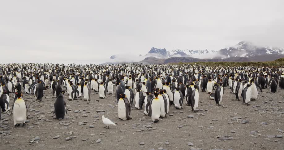 In a cold climate and on rocky soil stands an enormous colony of penguins