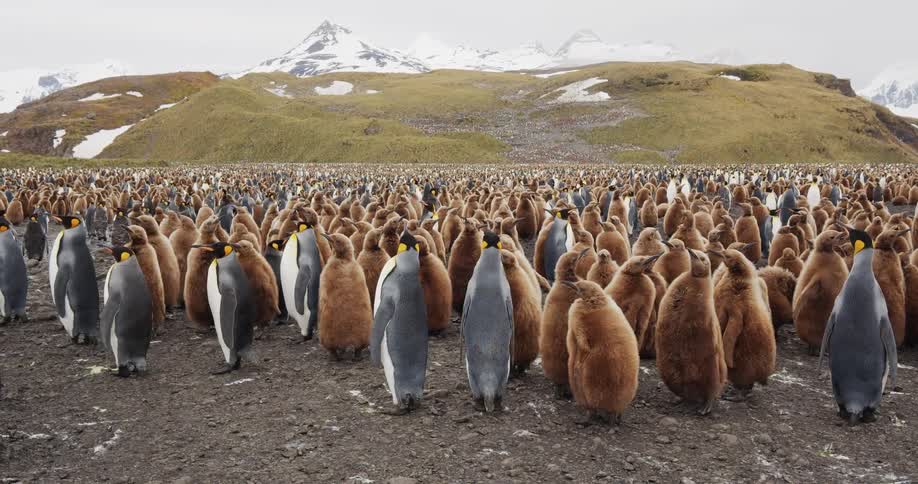 A colony of penguins stretching away into the distance