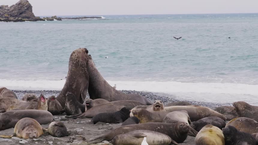 Sea lions playing and lying on the shore as waves roll in
