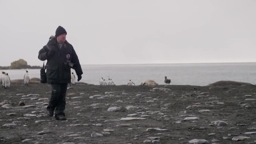 A photographer walks across a rocky shoreline near several penguins