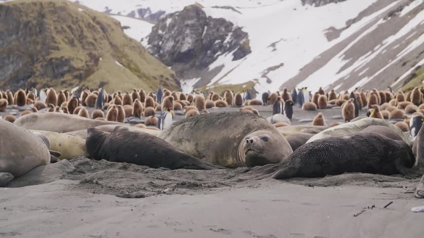 Seals and penguins rest on a damp sandy beach at the base of a mountain as light snow falls from the sky