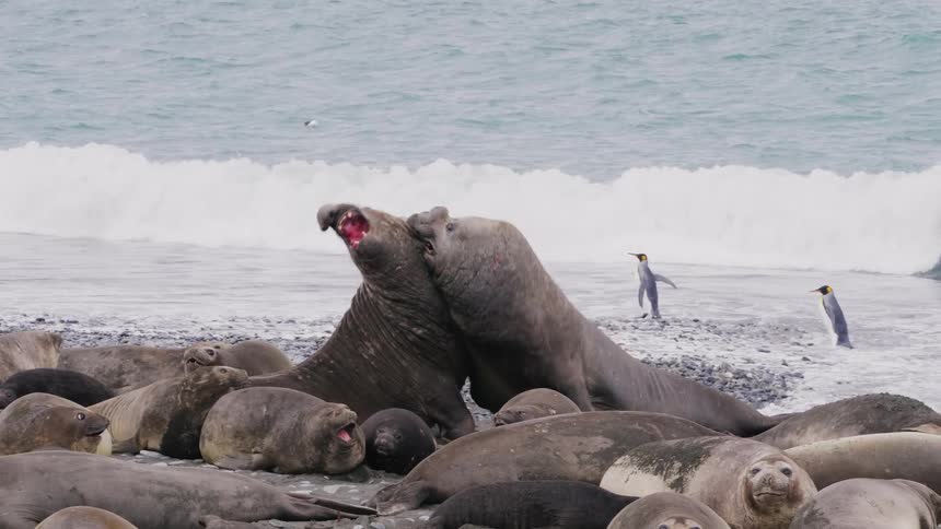 A pair of elephant seals fight on a beach as other seals and penguins relax around them