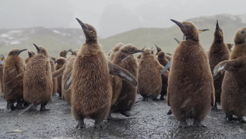A large group of baby penguins are outdoors in winter