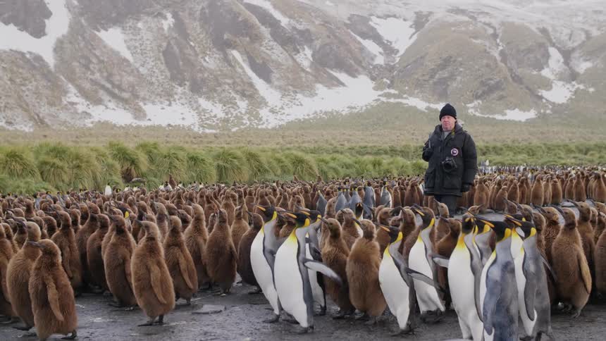 A man with a hat a coat and a camera walking with penguins