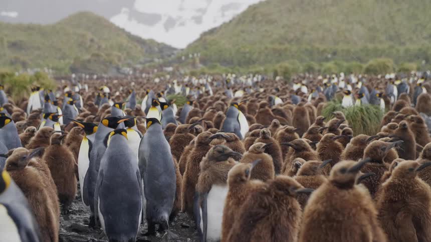 A swarm of king penguins huddle and stand while it snows