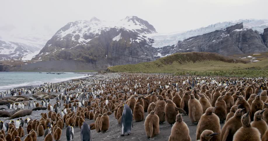 A beach covered in seals and hundreds of penguins on a cloudy day