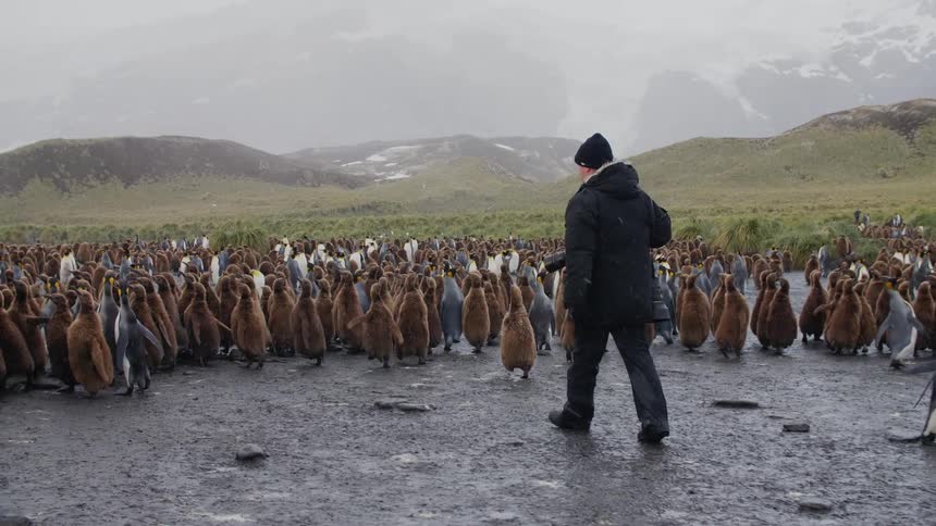 Penguins walk across the land as a photographer walks towards them with his camera