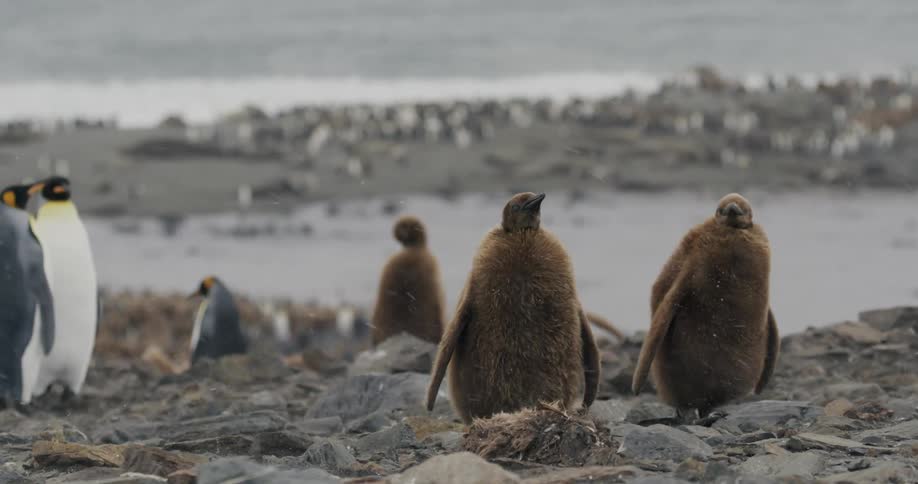 Penguins standing outside in the snow