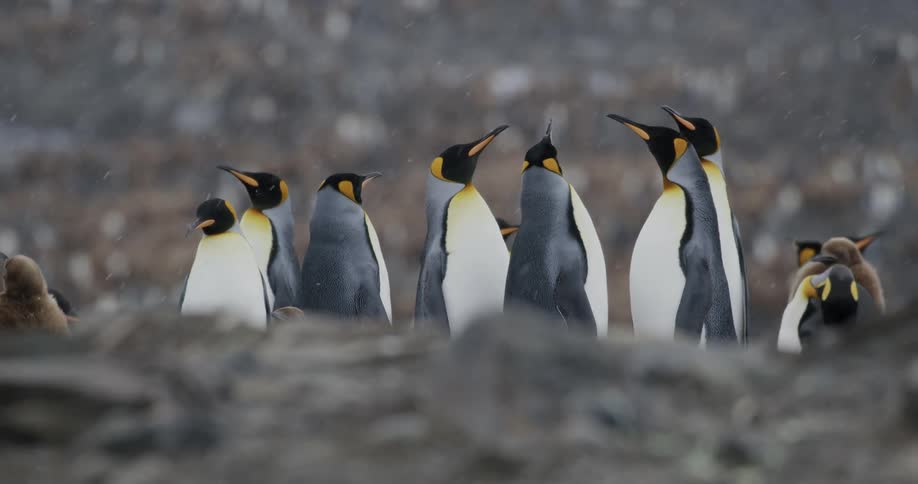 Penguins standing surrounded by rocks with snow falling