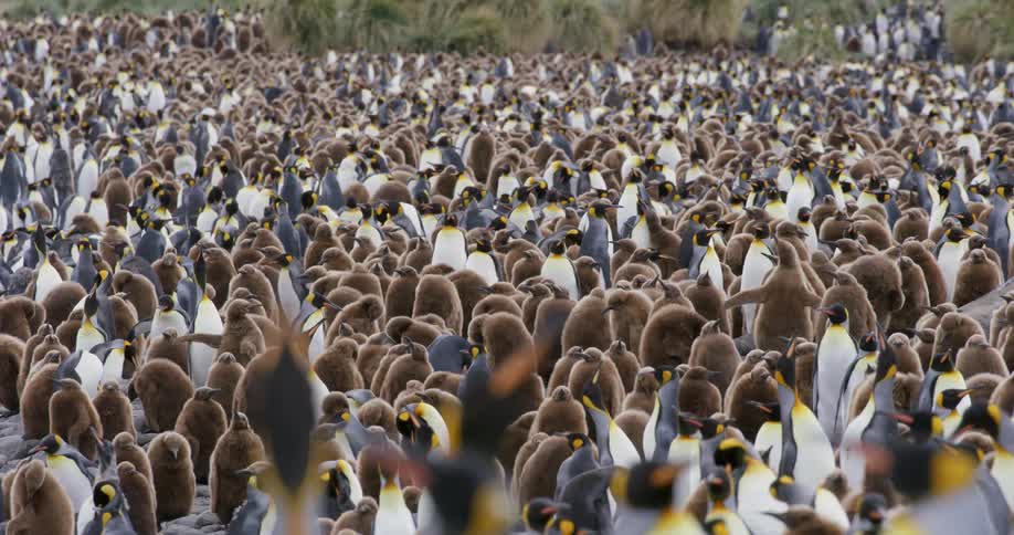 A very large herd of penguins covering the land
