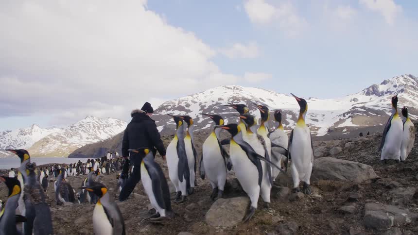 A man with a hat a coat and a camera walking next to penguins