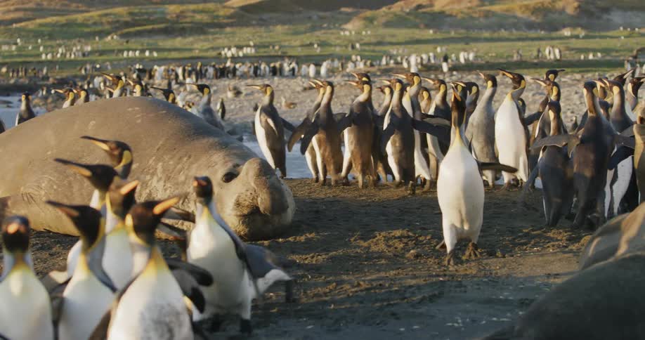 Penguins scramble to get out of the way of a rushing elephant seal on the beach